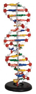 Dupla Hélice DNA