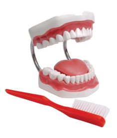 Modelo Anatômico da Arcada Dentária