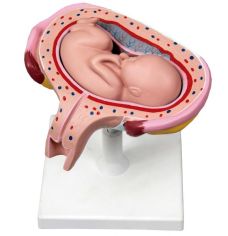 Modelo Anatômico do Desenvolvimento Embrionário Humano